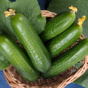 Cucumber - Beit Alpha