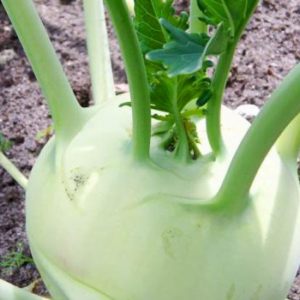 Kohlrabi